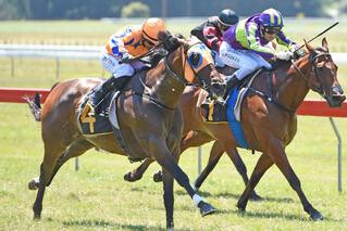 Chambord (NZ) claimed a richly deserved first black-type victory in Friday’s $50,000 Levin Stakes. Photo: Race Images Palmerston North